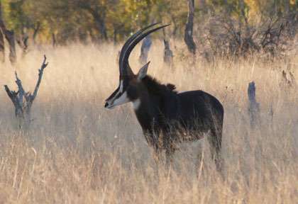 hippotrague noir à Hwange