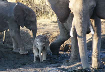 Eléphants de Hwange