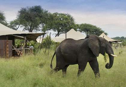 Eléphant à Somalisa camp