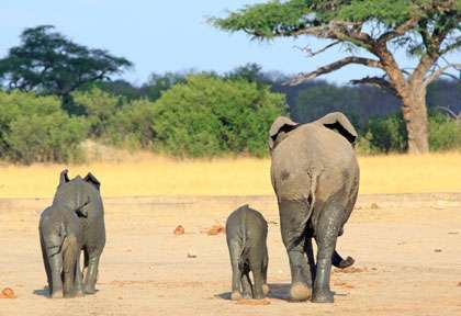 Migration des éléphants de Hwange
