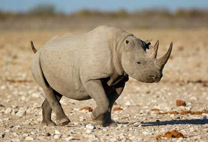 Rhinocéros noir