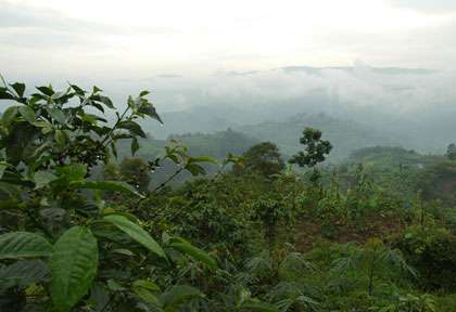 Rwanda - Parc national des Volcans - Governors