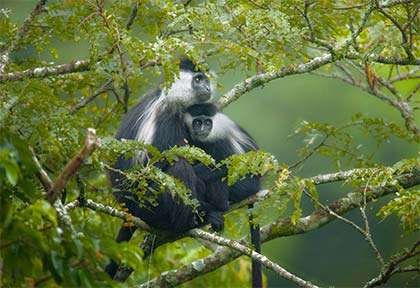 Rwanda - Parc national de Nyungwe - Wild Frontiers