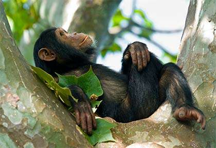 Rwanda - Parc national de Nyungwe - Wild Frontiers