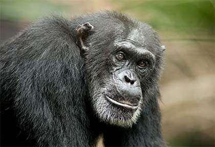 Rwanda - Parc national de Nyungwe - Wild Frontiers