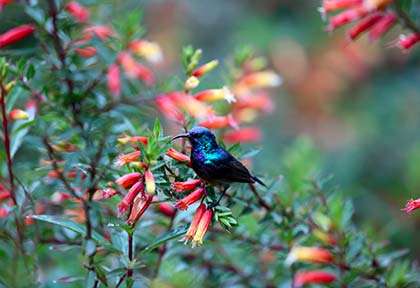 Rwanda - Parc national de Nyungwe