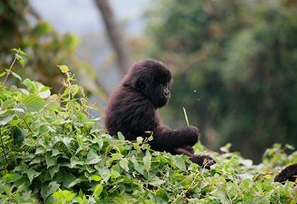 Rwanda - Gorilles du Parc national des Volcans - Valerijs Novickis