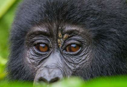 le regard du gorille