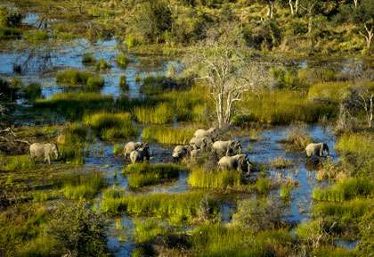 Delta de l’Okavango