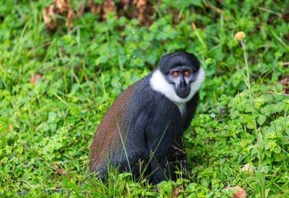 Rwanda - Parc national de Nyungwe
