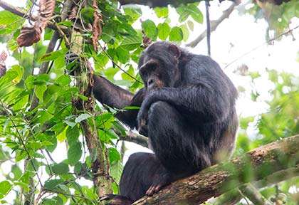 Rwanda - Parc national de Nyungwe