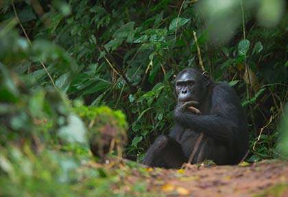 Rwanda - Parc national de Nyungwe - Palast Tours