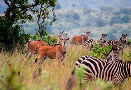 Rwanda - Parc national d’Akagera - Istock Boggy2