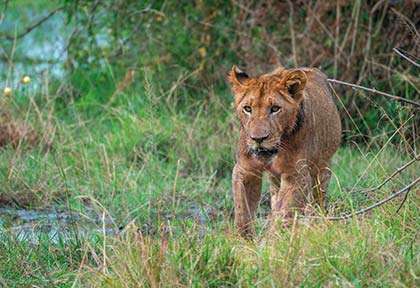 Rwanda - Parc national d’Akagera - Isock Leo Viktorov