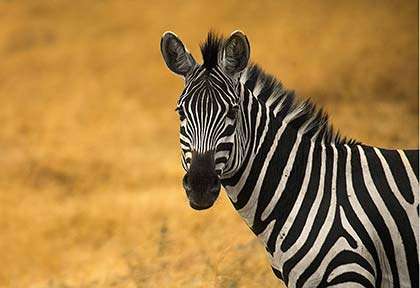 Rwanda - Parc national d’Akagera - Mihir Bhatt