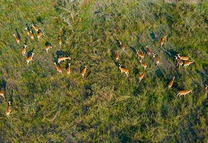 Rwanda - Parc national d’Akagera - Palast Tours