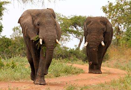 Rwanda - Parc national d’Akagera
