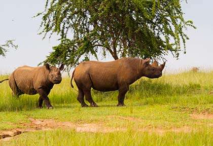 Rwanda - Parc national d’Akagera  - Palast Tours