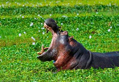 Rwanda - Parc national d’Akagera - iItock Lorsch