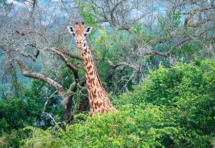 Rwanda - Parc national d’Akagera - Leo Viktorov