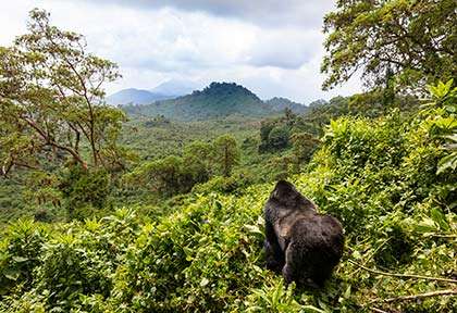 Rwanda - Parc national des Volcans - istock Dennis Stogsdill