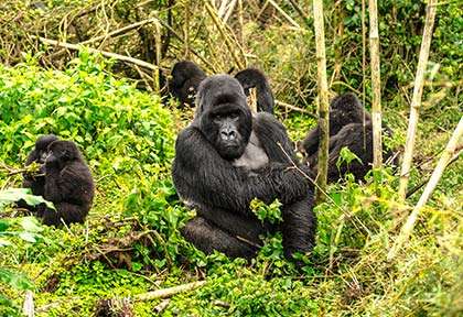 Rwanda - Istock Terri Lea Mays
