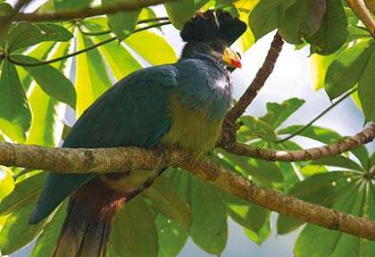 Rwanda - Oiseaux