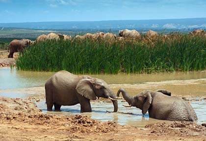 Parc National Addo Éléphants