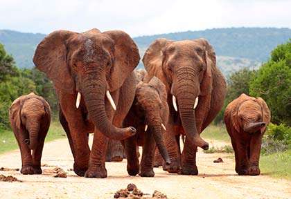 Troupeau Éléphants Parc national Addo