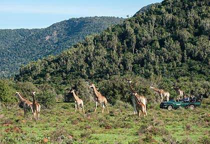 Kariega Reserve Girafes