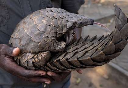 Pangolin Gorongosa