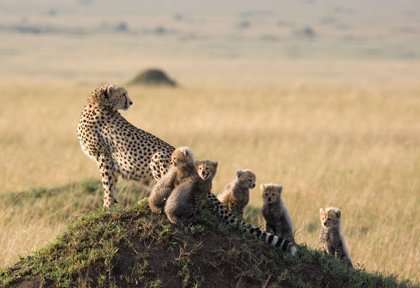 guépards au Masai MAra