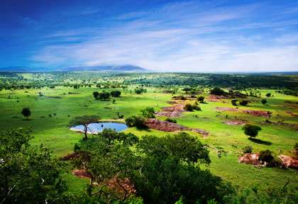 Serengeti en saison verte