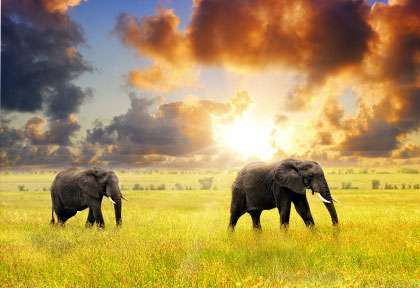 Elephants dans el Serengeti