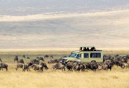 Migration dans le Ngorongoro
