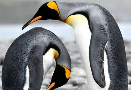 manchot royal en Antarctique ©Mogane Monneret - Ponant