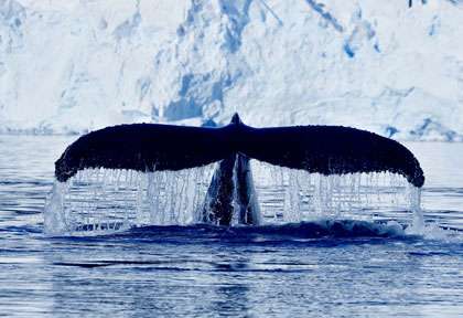 baleine ©Morgane Monneret - Ponant