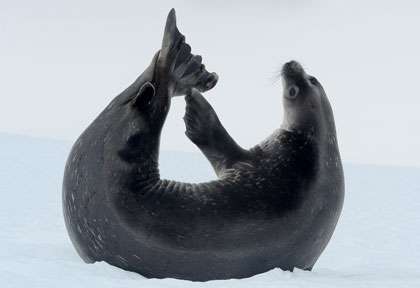 phoque en Antarctique