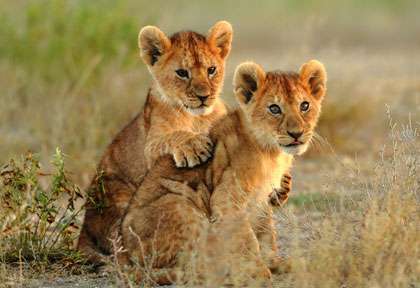 lionceaux