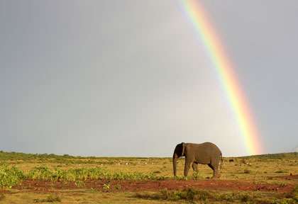 éléphant et arc-en-ciel