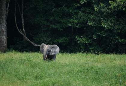 elephant congo