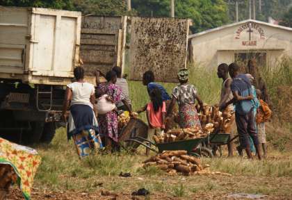 Congo manioc