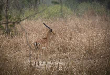 antilope mozambique