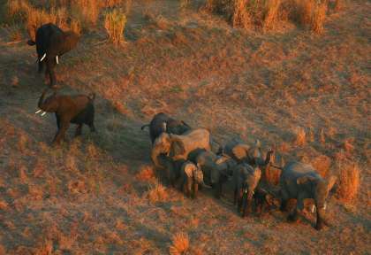 elephant gorongosa