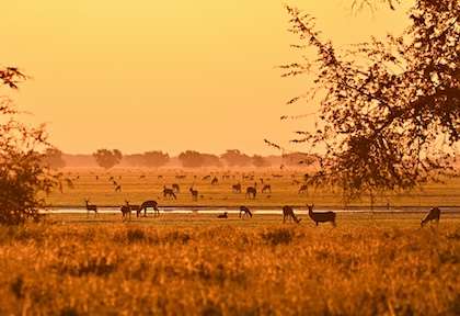 savane Gorongosa