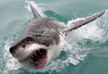 Plonger avec le requin blanc