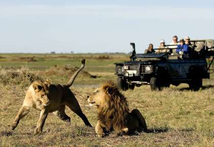 lions au Botswana