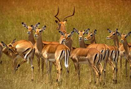 troupeau d’impalas