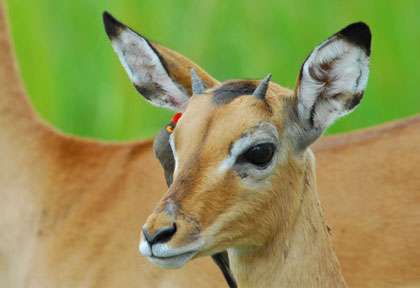 bébé impala