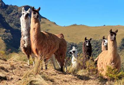 Alpacas des Andes
